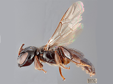 [Lestrimelitta male (lateral/side view) thumbnail]